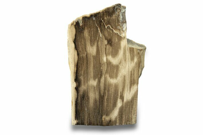 Polished, Petrified Wood (Metasequoia) Stand Up - Oregon #263729